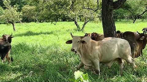 Ustedes que me recomiendan que puedo hacer para que no se este peleando el ganado🐮🐮