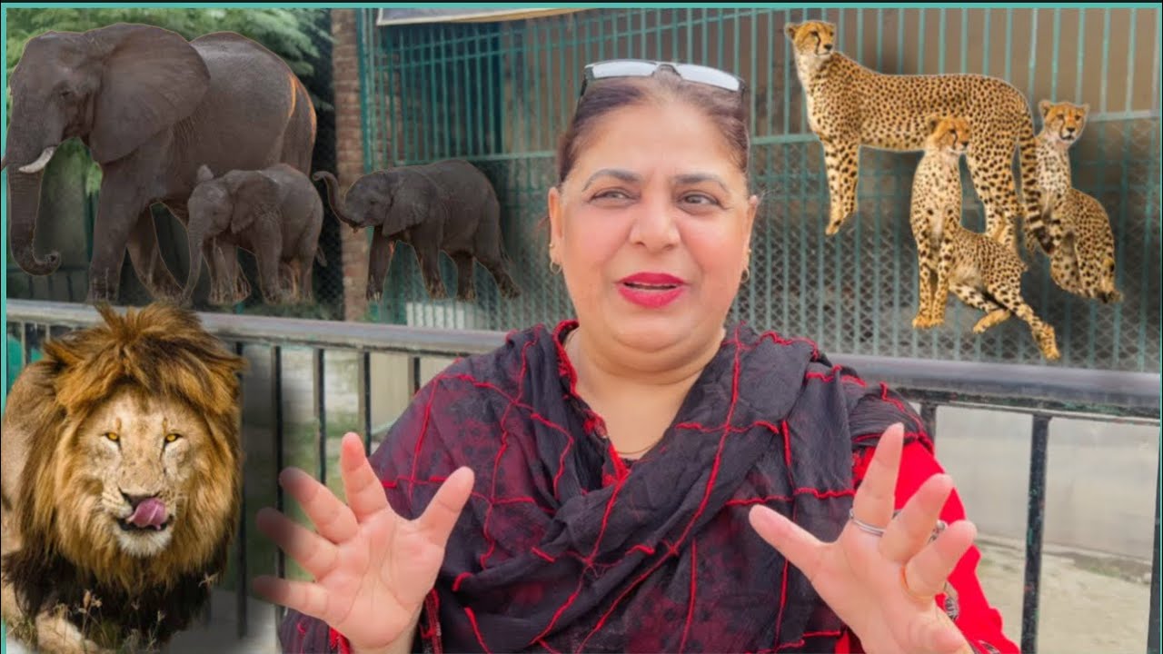 Safari Zoo With Family YouTube safari-zoo-with-family-youtube