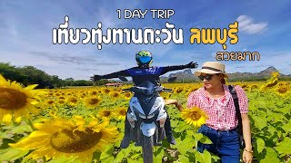 EP.115 Moto Trip ขับ Aerox155 ชมทุ่งดอกทานตะวันเมืองลพบุรี เที่ยวคาเฟ่ เล่นแพะเขื่อนป่าสัก สวยมาก!!!