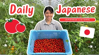 [Daily Japanese] My Work In Japanese Tomato Farm | Japanese Vlog | Japanese Listening Practice