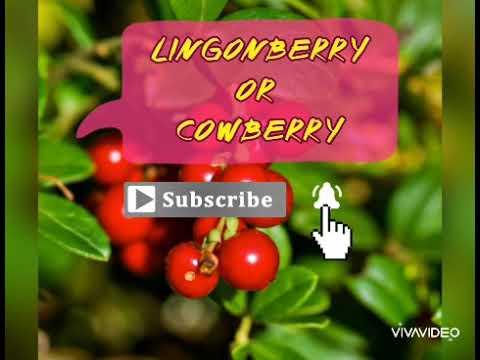 Video: Framboos, Aalbessies, Swartbessies, Viburnum, Bosbessies En Lingonberries Help Om Verkoue Te Behandel