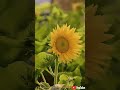 Sun Flower #jesus #love #trending #bible #flowers #garden #shorts #shortvideo #god#gospel#life #song