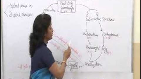 Alternation of Generation in Bryophytes Lecture, BSc Botany by Dr. Ruby Singh Parmar I Guru Kpo