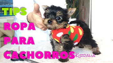 ¿Dónde tiene que dormir un perro?