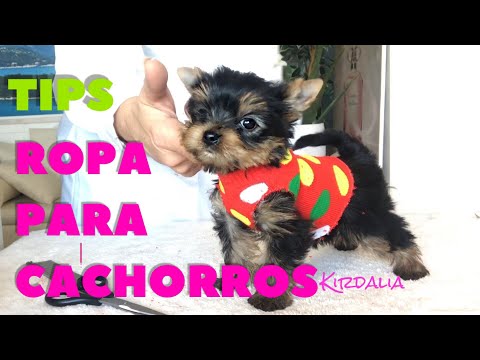 Video: Cómo Coser Ropa Para Un Terrier De Juguete