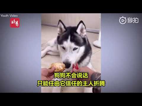 German Shepherd cries after owner give chilies to eat