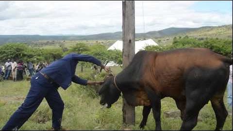 Watch Video:  Man slaughters cow during reconciliation ceremony