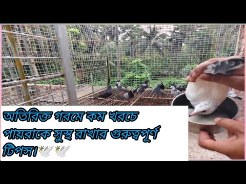 অতিরিক্ত গরমে কম খরচে পায়রাকে সুস্থ রাখার গুরুত্বপূর্ণ টিপস।🕊️🕊️