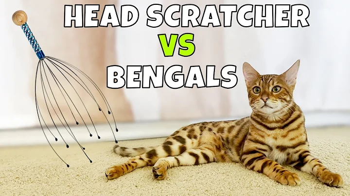 Video 10030411: bengal tabby cat, tabby cat playing, cat loves massage, cat love sound