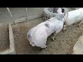 TEST Pietrain boar  6 months