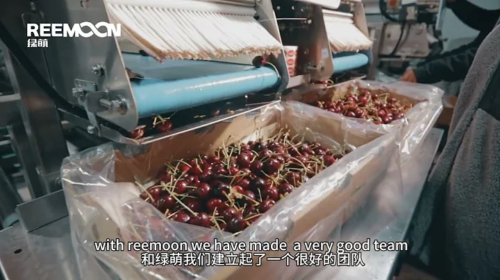 REEMOON - Cherry Grading Line - Chile