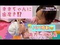 ネネちゃんに歯磨き⁉️パパ感動！２歳ガールの成長 【タイと日本のハーフガール】