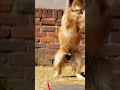 Funny cat moments you cant miss #cats #funnyvideos #pets