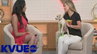 Austin Pets Alive! tips on keeping pets comfortable during fireworks | KVUE