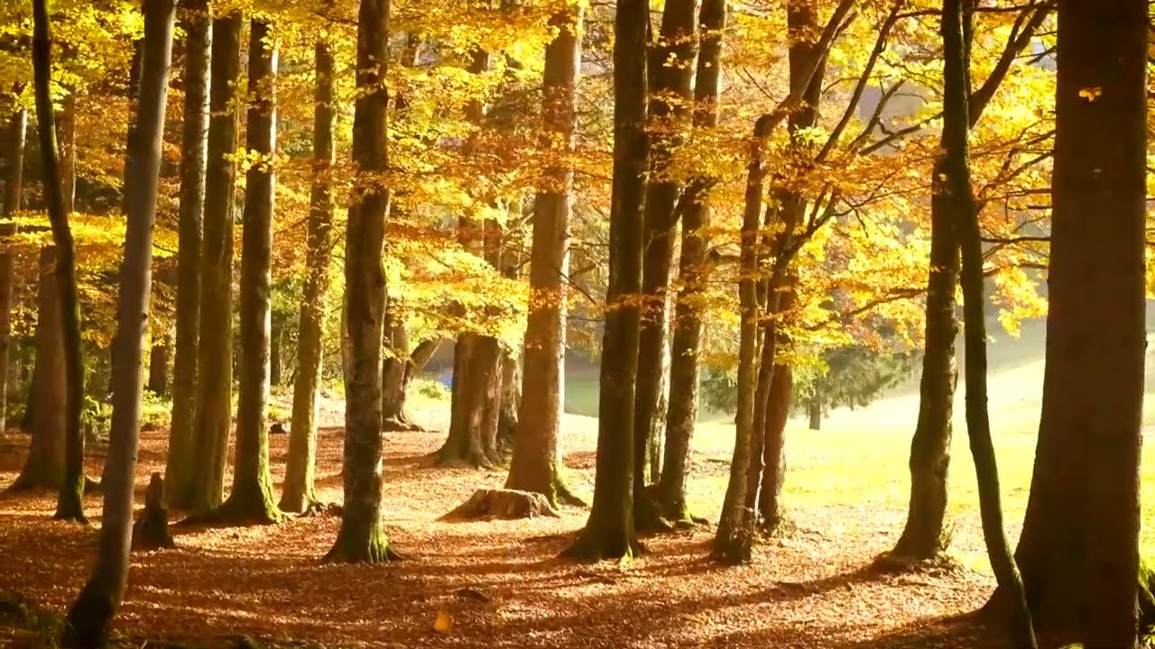 The Incredible Benefits of Relaxing Piano Music and Nature Sounds for Sleep