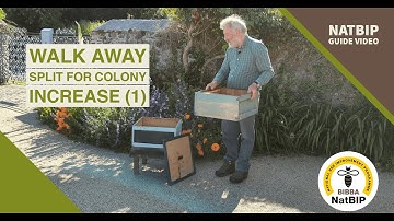 Walk Away Split of a Beehive No1