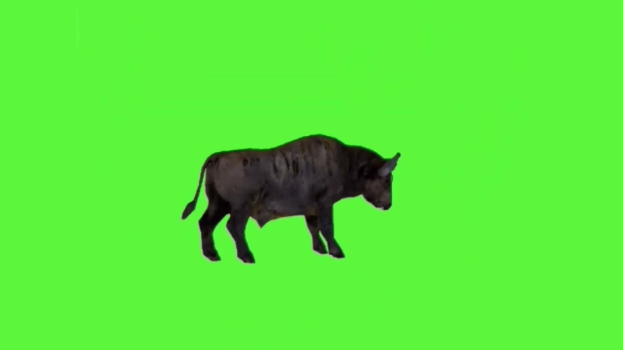 Buffalo green screen-Free to use -BiRDs&tEcHNicAl