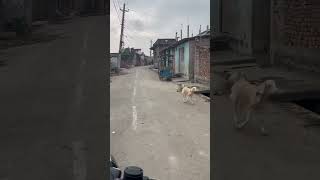 Lit gaeni payar me #bikeride #bikelover #villagelife #bulletride #ytshorts #shorta #shorts