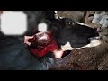 牛の屠殺　slaughter of dairy cattle