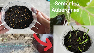 Comment faire germer les graines d'aubergines ?