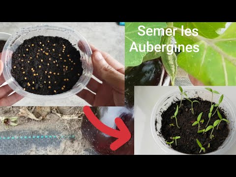 Vidéo: Semer L'aubergine
