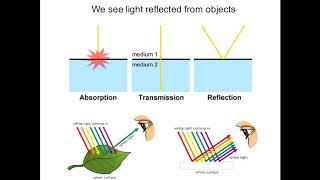 Introduction to light microscopy