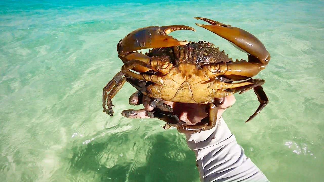 Catching Mud Crabs by Hand. 