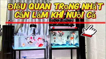 Điều Quan Trọng Nhất Khi Nuôi Cá Bạn Cần Biết - Giúp Cá Khỏe Và Dạng Người - Hồ Cá Oranda Zize Mini.