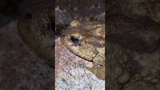 ¿Que criaturas viven en Galicia? 🐸🦎 #rapaziño #naturaleza #galicia #efectotrampa #animales #viral