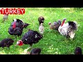Learn Animal Sounds for Children 🎶🦁 | 30 Amazing Animals | Fun Kids Educational Video
