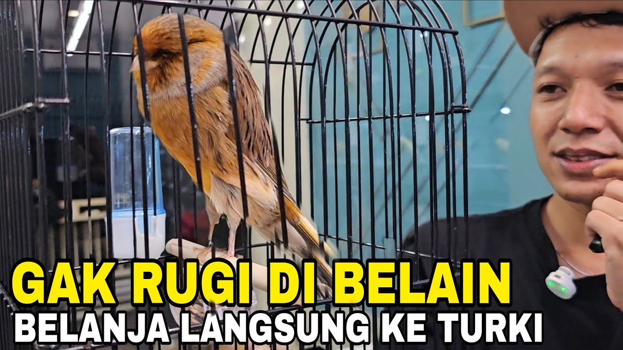 BIKIN MERINDING‼️TERNYATA KALOW MILIH SENDIRI DI TURKI ITU LEBIH KEJAM KEJAM YS NYA.