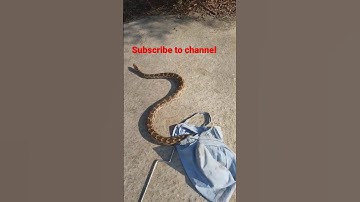 Indian rock python (ajagar) non venomous snake ⚠️ warning don