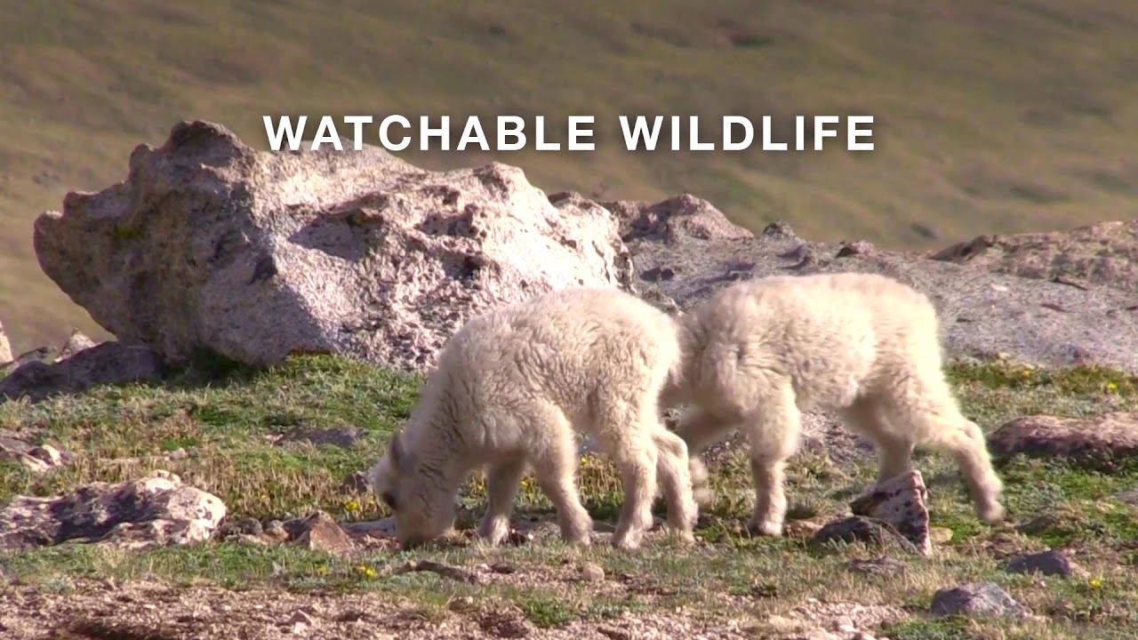 Watchable Wildlife