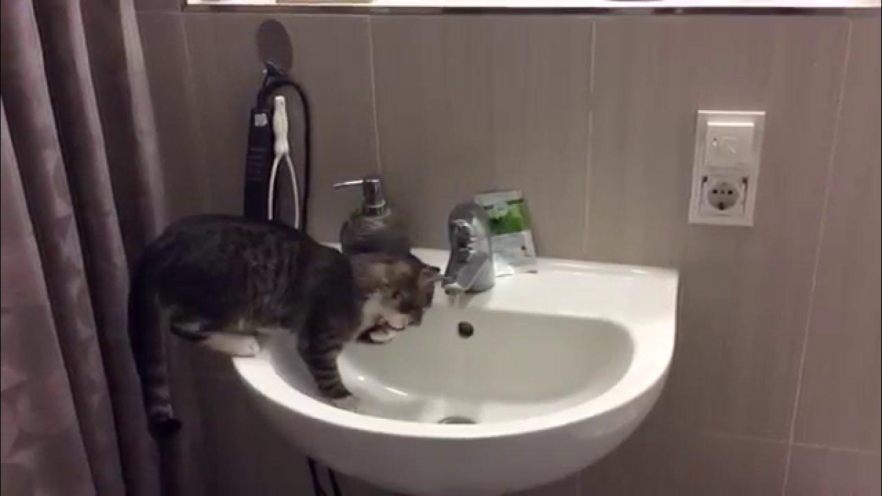 Süße Mimi / Katze spielt im Waschbecken mit Wasser / nass Katze ...