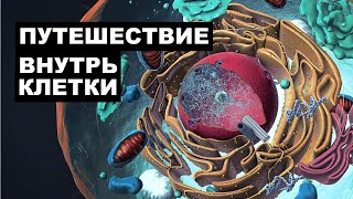 Путешествие внутрь клетки