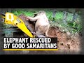 Watch: Elephant Stuck in a Trench Rescued by Forest Officials With a JCB Machine | The Quint