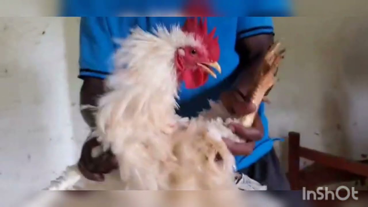 Youth in Agriculture poultry project (Foster Friends Uganda )