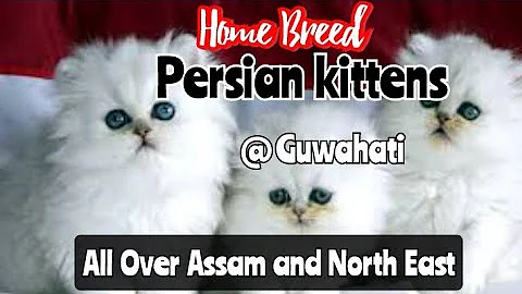 Watch the video about Home Breed Persian Kitten At Guwahati || All Over North East Delivery
