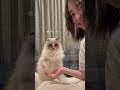 お手して鳴けばご飯がもらえると思ってる猫