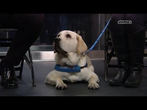 Vídeo: New York Rangers Dá As Boas-vindas Ao Cão Do Serviço De Autismo Nomeado Ranger Para A Equipe