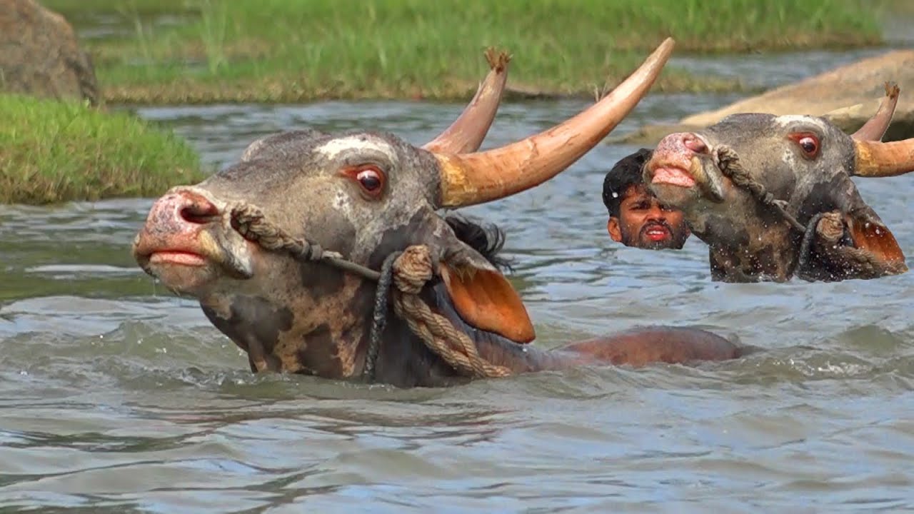 SNS Dolly Jallikattu Stud bull full vides, Running Swimming, Action, Bailpola