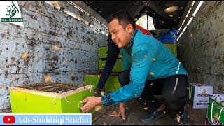 Budidaya Lebah Madu di Area Ash-Shiddiiqi