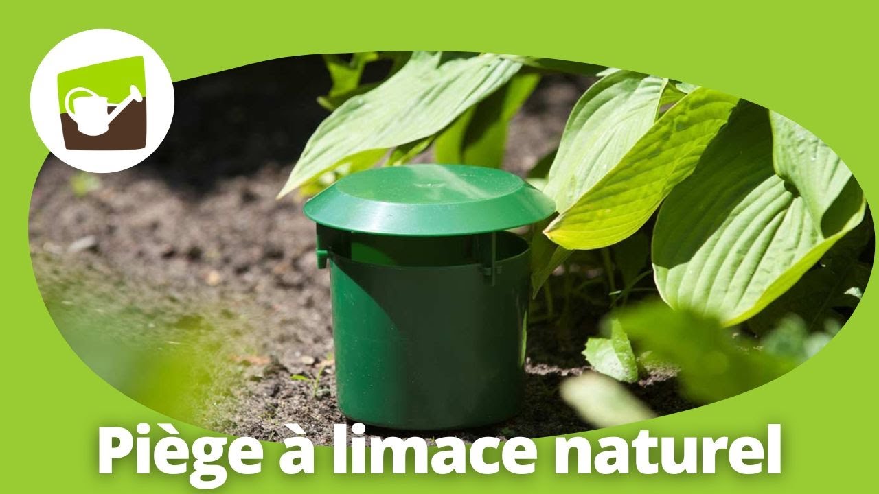 6 Pièces Piège à Limaces Anti Escargots Naturel Avec Gants - Vert - Protection Jardin Efficace