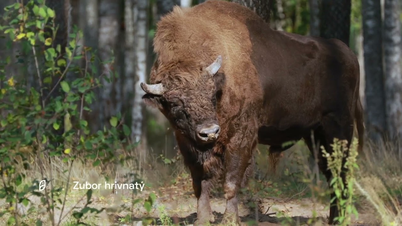 Národný park Poloniny