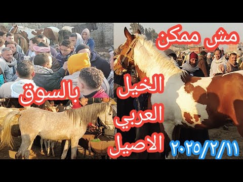 مش ممكن الخيل العربي الاصيل نزلت السوق بالشهاده وعملت قلق كبير جدا لاول مرة بمحافظة الشرقية