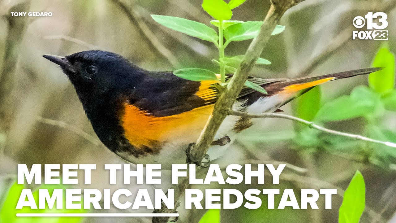 A 'little flame' in the forest: Catch Maine's flashiest summer