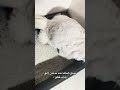 ندمت لأنو جبت سيف Cutecat Cat Royalcaninkitten Funnycat Cutecat Royalcat Shorts 