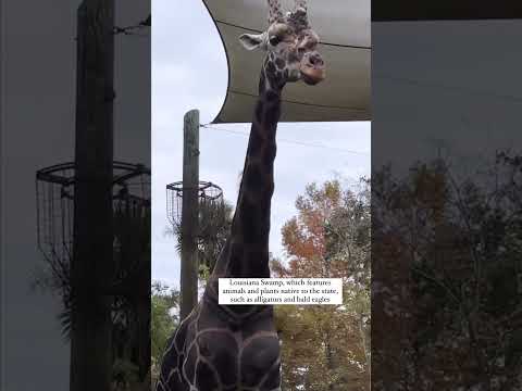 Видео: New Orleans Audubon амьтны хүрээлэн (Цагийн цаг, баяр наадам)