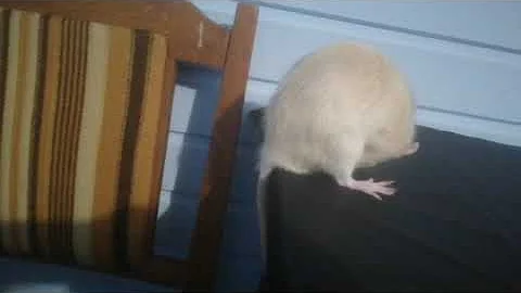 🐀How Rats Mate? Mating rats | Как спариваются крысы