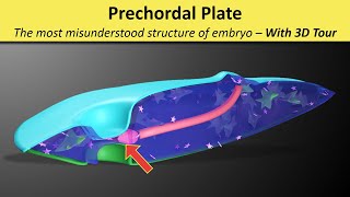 Prechordal Plate (Prochordal Plate) - Prechordal Mesoderm - Oropharyngeal membrane